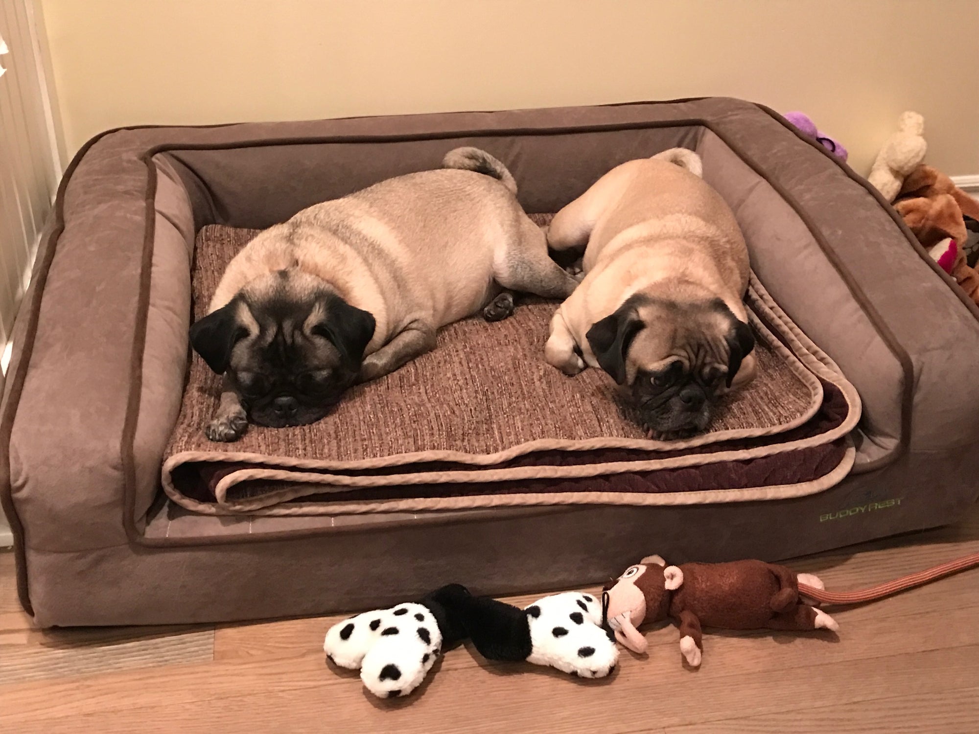 two pugs laying on a gray buddyrest crown supreme dog bed