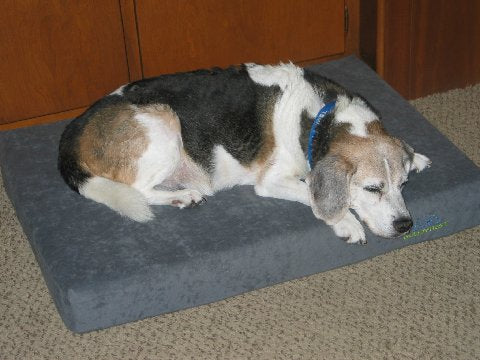 small black brown and white dog laying on a gray buddyrest comfort deluxe dog bed