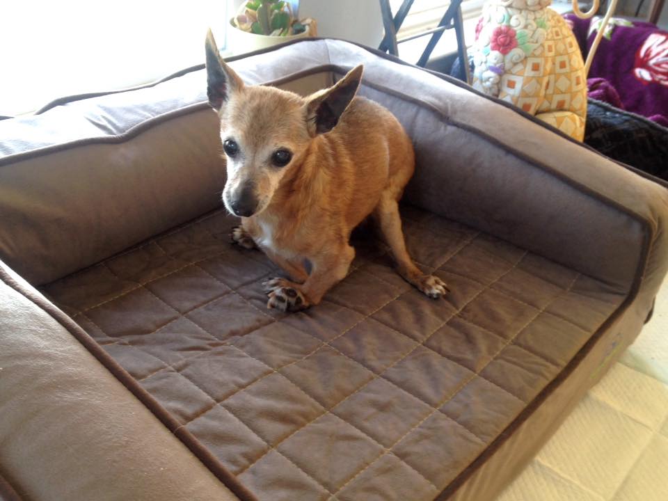 small light brown dog sitting on gray buddyrest crown supreme dog bed