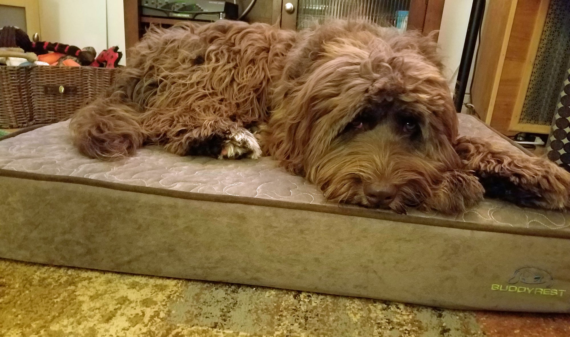 large grey bernedoodle laying on grey buddyrest juliet dog bed