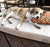 small light brown and white dog laying on a champagne beige buddyrest comfort deluxe dog bed