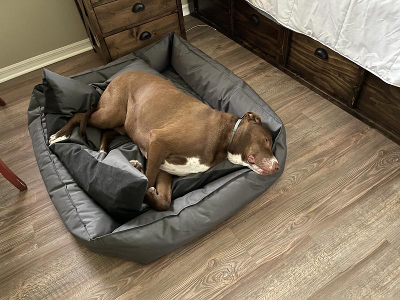 Buddyrest dog deals bed