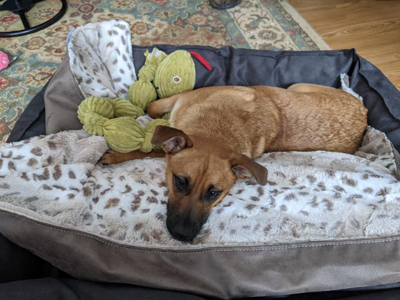 BuddyRest Chew Proof Ortho Dog Beds Natural Pain Anxiety Relief