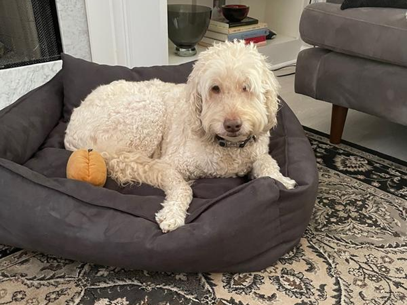 Buddyrest dog deals bed