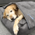 golden lab laying on grey buddyrest elation plush dog bed under soothe anti anxiety blanket
