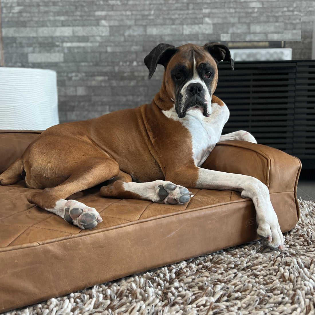 Grand Supreme Leather Dog Bed BuddyRest