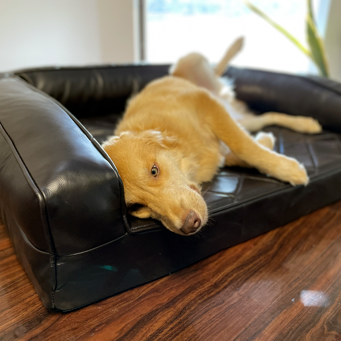 Leather sales dog bed