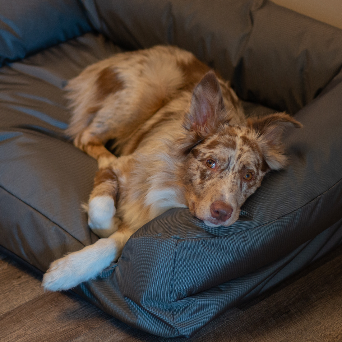 Chew Proof Dog Beds: BuddyRest World's Toughest Dog Beds