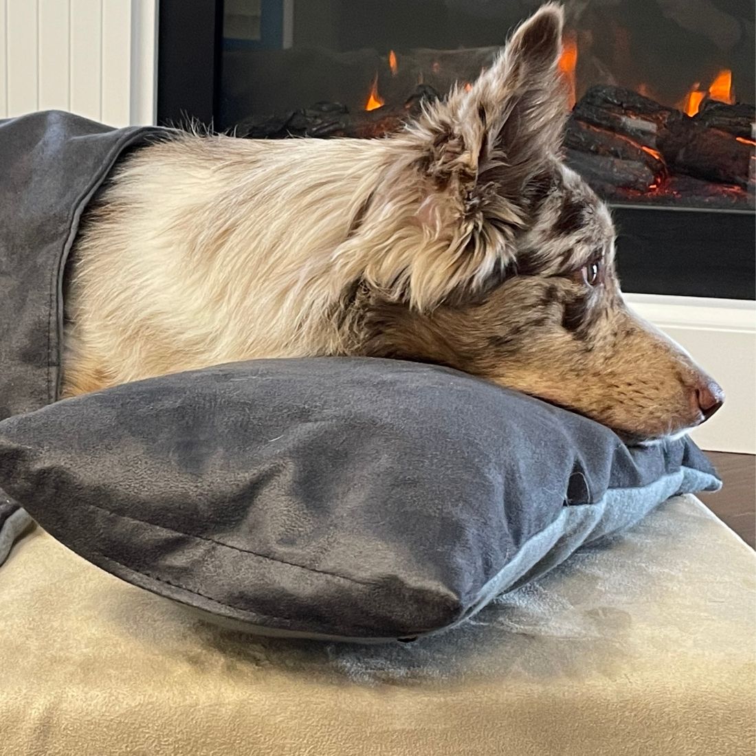 Soothe Anti-Anxiety Calming Dog Pillow