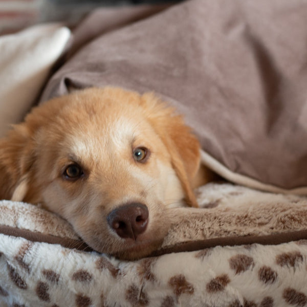 Dog discount weighted blanket